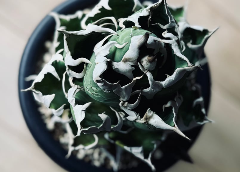 アガベ チタノタニシキ Agave titanota アガベ チタノタ 子株 / FO76 多肉植物 ヤバノタ 強棘