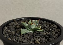 【特選】アガベ ハイブリッド・甲蟹×妖炎 (芽)-002｜Agave hybrid isthmensis × utahensis var. eborispina