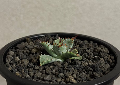 【特選】アガベ ハイブリッド・甲蟹×妖炎 (芽)-002｜Agave hybrid isthmensis × utahensis var. eborispina