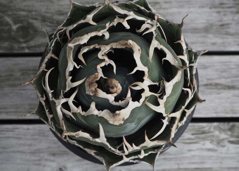 アガベ・チタノタ白鯨(ボールタイプ)大-048|agave titanota アガベ・チタノタ白鯨(ボールタイプ)大-048|agave titanota