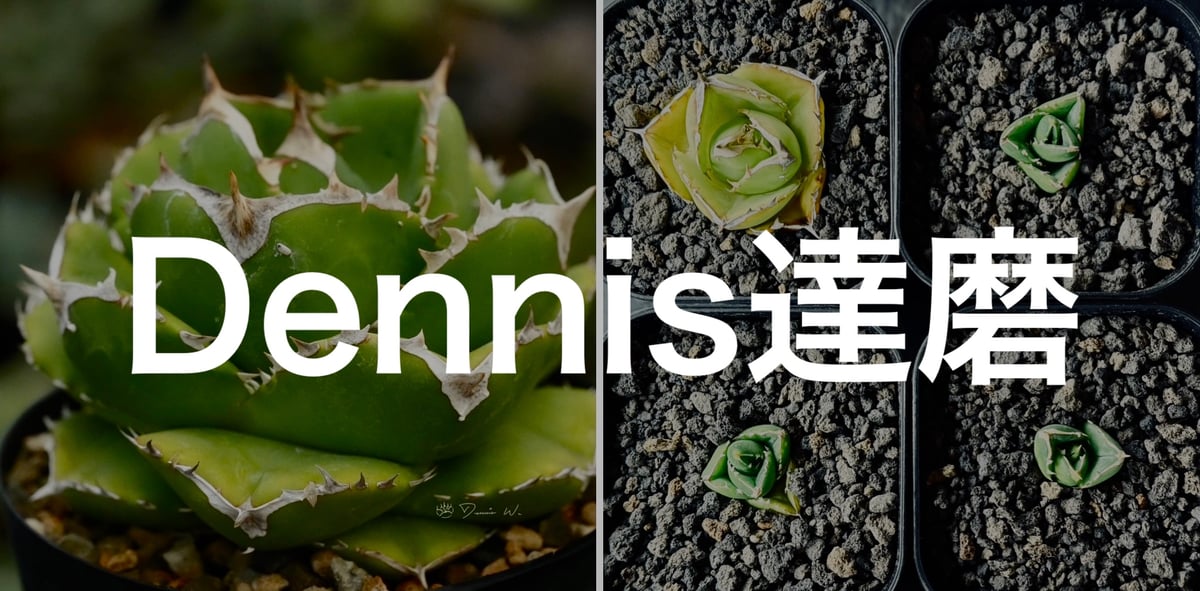 更新！＞Dennis達磨（DARUMA）販売開始のお知らせ | Plus_Plants