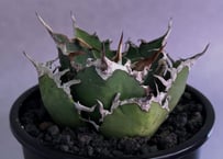 アガベ・チタノタ ビースト-003（芽）｜agave titanota beast | Plu