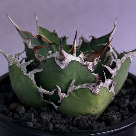 アガベシーザー | STORES