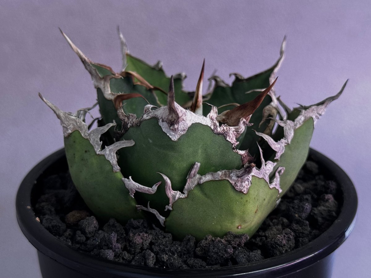 アガベ・チタノタ シーザー/凱撒（小株）-065｜agave titanota caesar