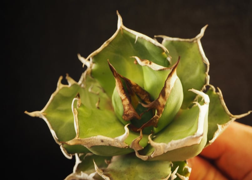 アガベ・チタノタ 鬼爪|agave titanota ghost claw | Plus_Pl アガベ・チタノタ 鬼爪|agave titanota ghost claw | Plus_Pl