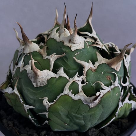 球形❗️アガベ　チタノタ　白鯨　タグ付き❗️ 球形❗️アガベ チタノタ 白鯨 タグ付き❗️【12】