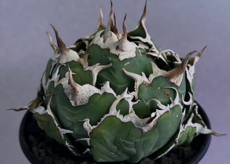 アガベ・チタノタ白鯨（ボールタイプ）中-094｜agave titanota white whale