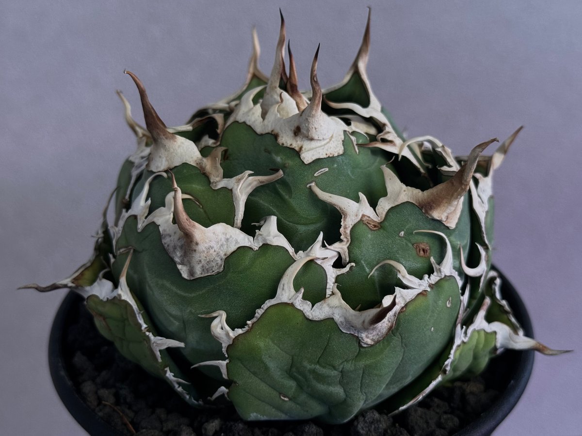 アガベ・チタノタ白鯨（ボールタイプ）中-094｜agave titanota white wh