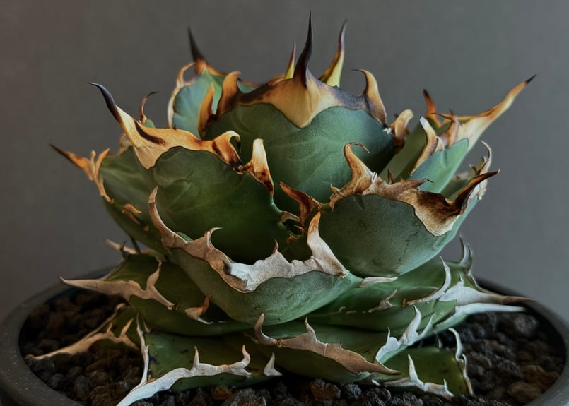 アガベ・チタノタ ハデス (黒帝斯) 芽-037|agave titanota アガベ・チタノタ ハデス (黒帝斯) 芽-037|agave titanota