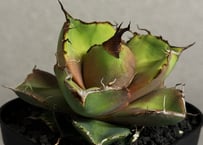 アガベ・チタノタ 流星(台湾Lize産)-002｜agave titanota Meteor