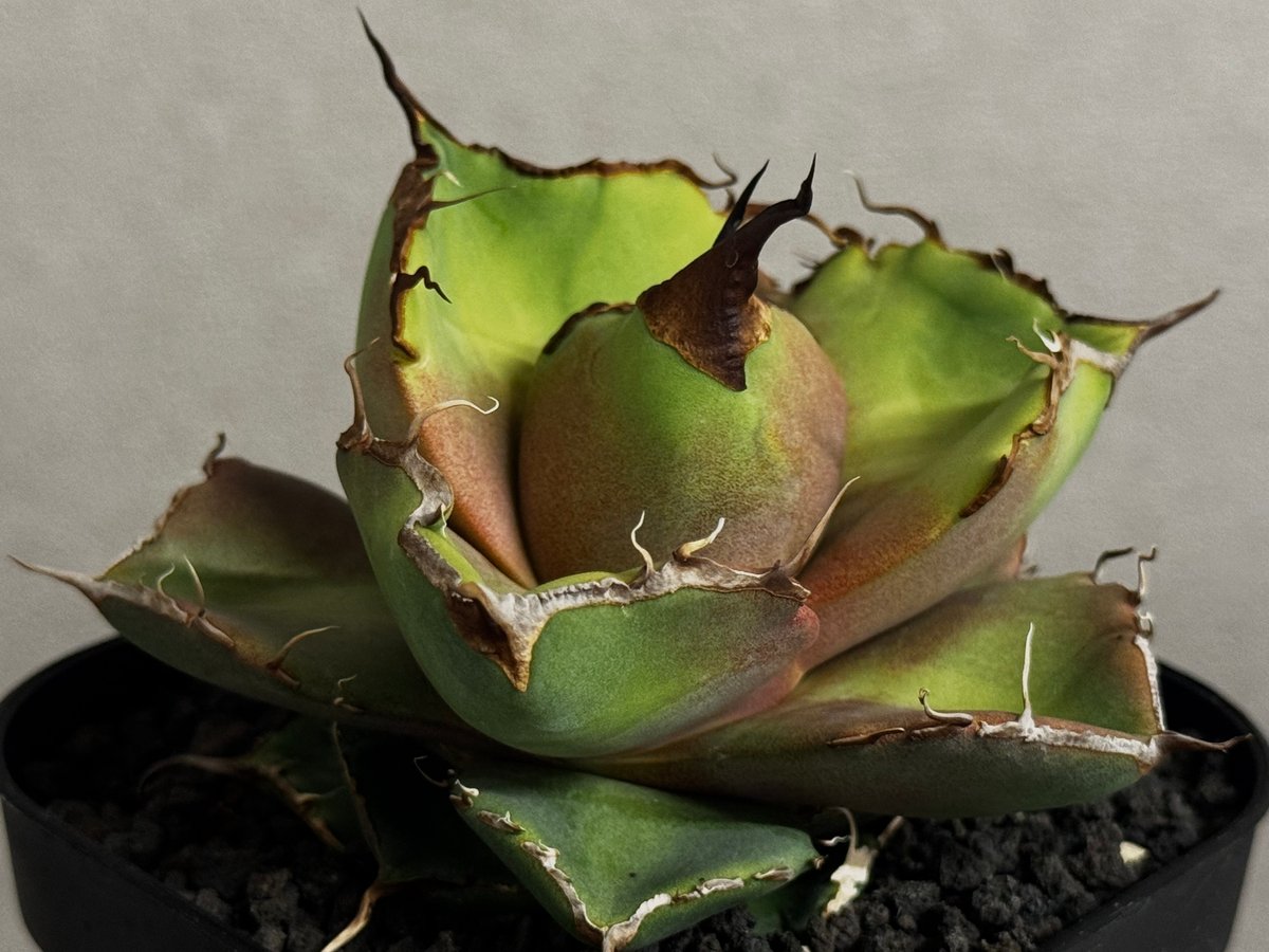 アガベ・チタノタ 黒豹（芽）-058｜agave titanota black panther