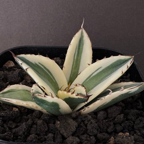 全斑 オバケ アガベチタノタ スナグルトゥース 胴切 子株 アガベ・チタノタの斑入り「スナグルトゥース」の成長記録＆育て方