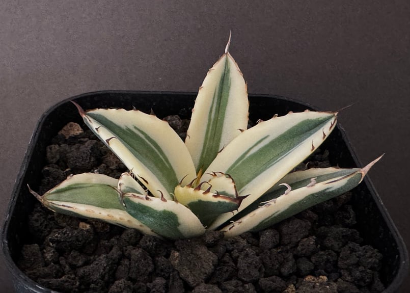 アガベ・チタノタ スナグルトゥース(芽)-004|agave titanota アガベ・チタノタ スナグルトゥース(芽)-004|agave titanota
