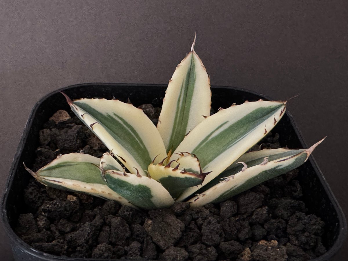 アガベ・チタノタ スナグルトゥース（芽）-004｜agave titanota snaggl