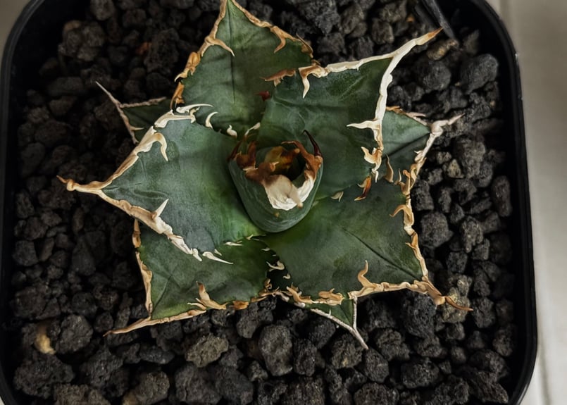 アガベ・チタノタ 蝰蛇/バイパー（芽）-002｜agave titanota viper |