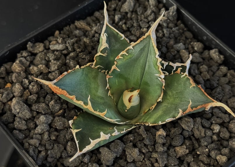 アガベ・チタノタ 緑幽霊（芽）-006｜agave titanota green ghost