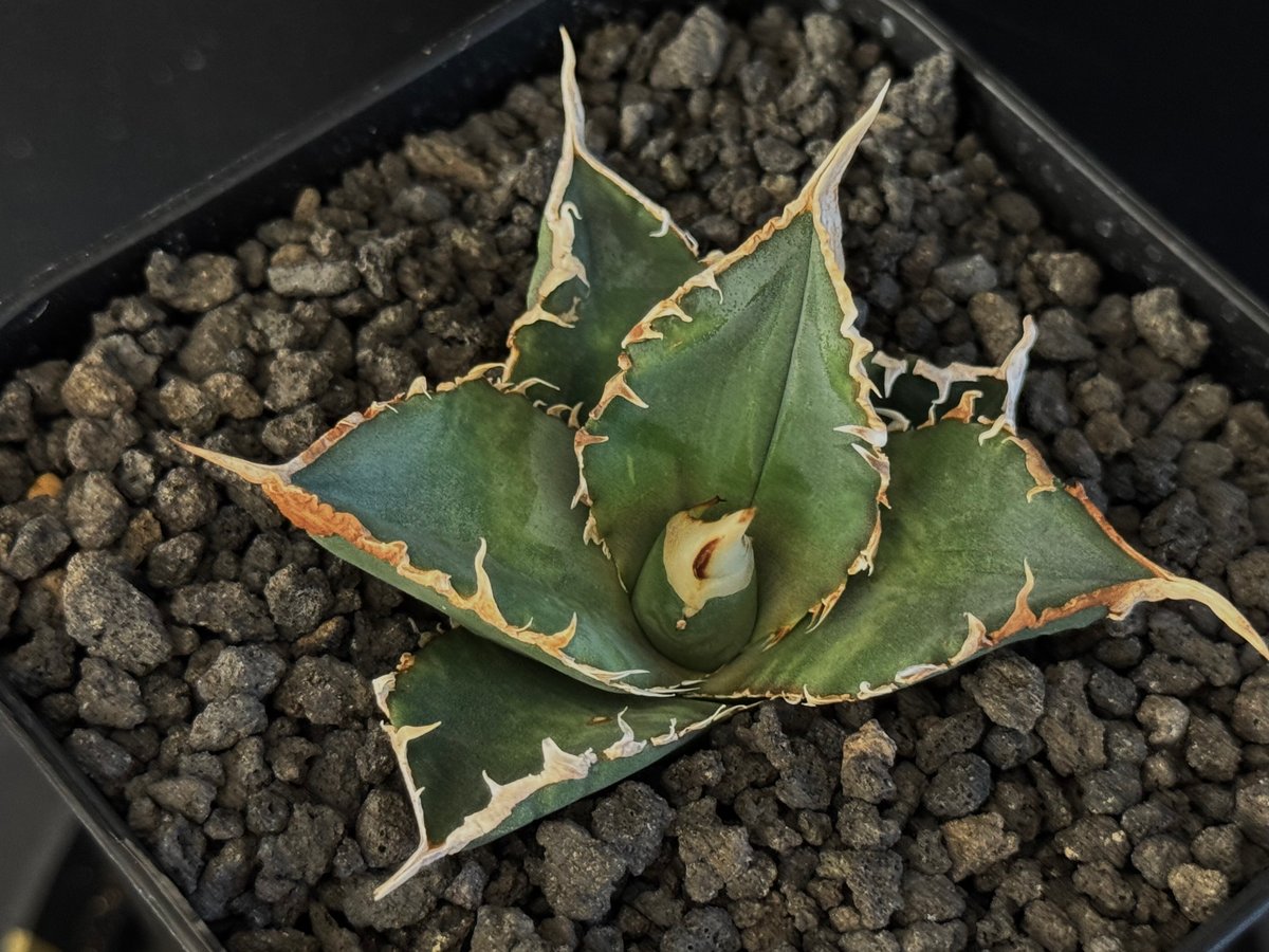 アガベ・チタノタ 緑幽霊（芽）-006｜agave titanota green ghost