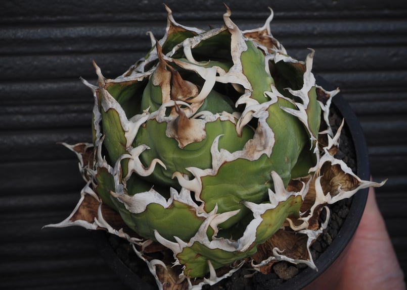 アガベ　白鯨　ボールタイプ アガベ ボールタイプ白鯨 スーパー白鯨