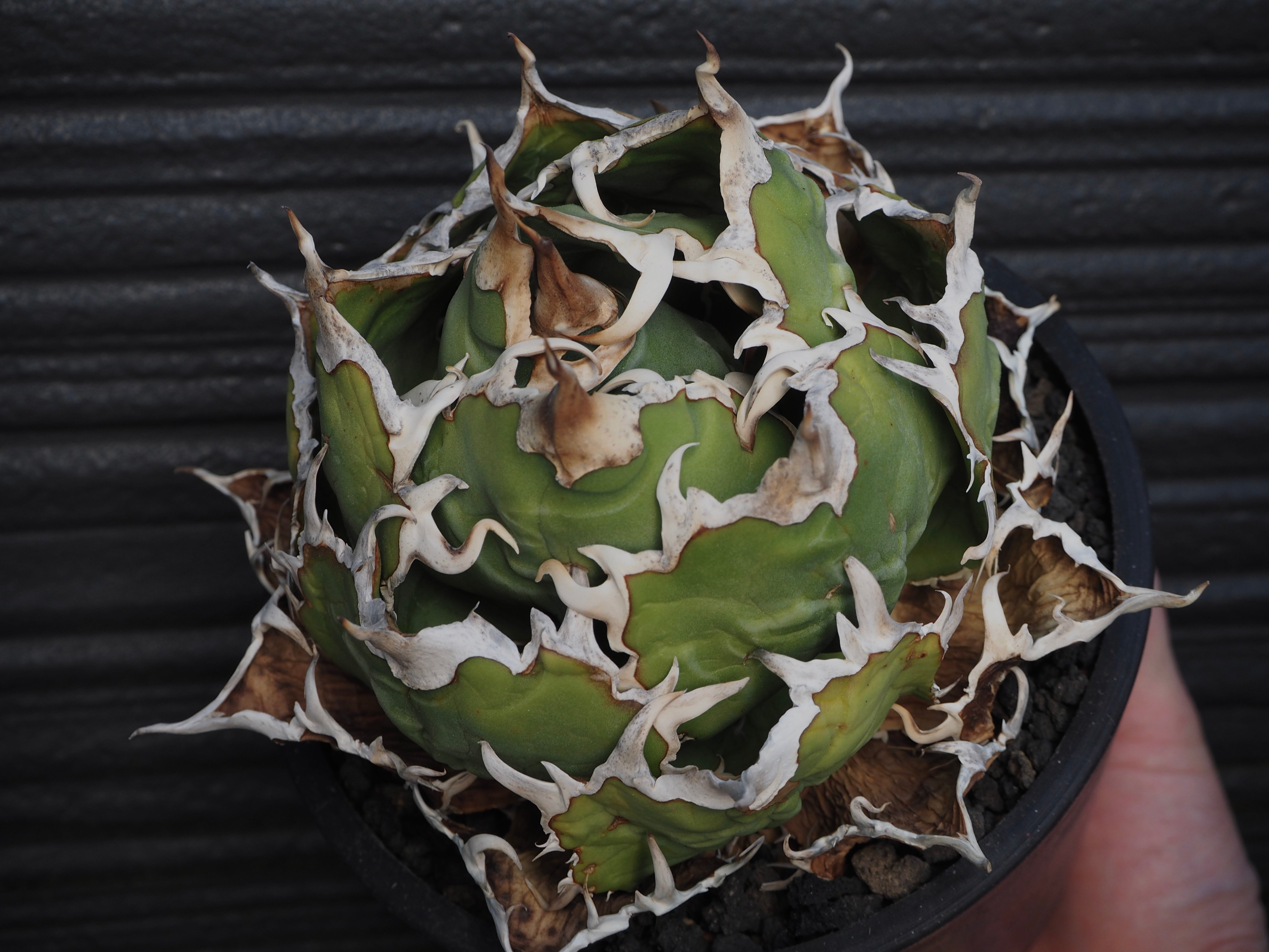 アガベ・チタノタ白鯨（ボールタイプ）大-089｜agave titanota white wh