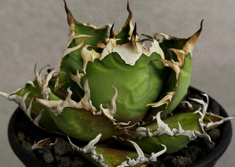 アガベ・チタノタ シーザー/凱撒（小株）-059｜agave titanota caesar