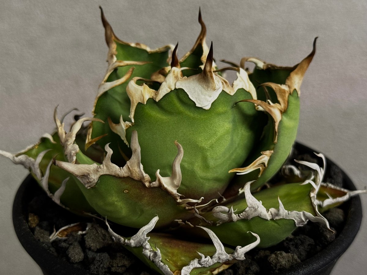 アガベ・チタノタ シーザー/凱撒（小株）-059｜agave titanota caesar