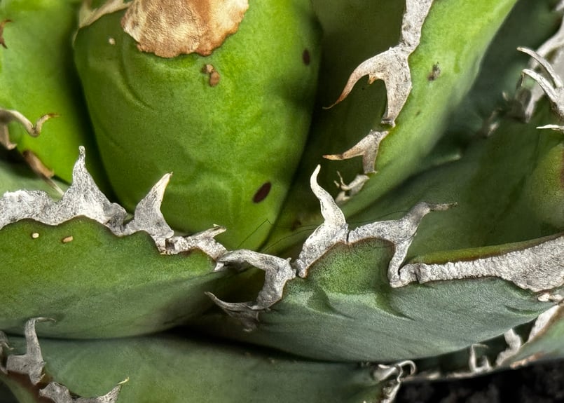 アガベ・チタノタ 繁星（小株）-069｜agave titanota star‐studded