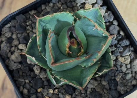 アガベ・チタノタ（ノーネーム）003｜agave titanota No Name