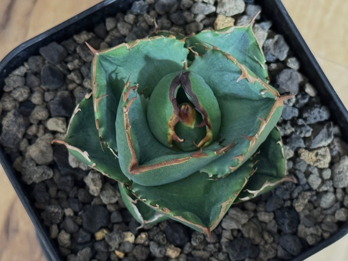 アガベ・チタノタ(ノーネーム)003|agave titanota No Name アガベ・チタノタ(ノーネーム)003|agave titanota No Name