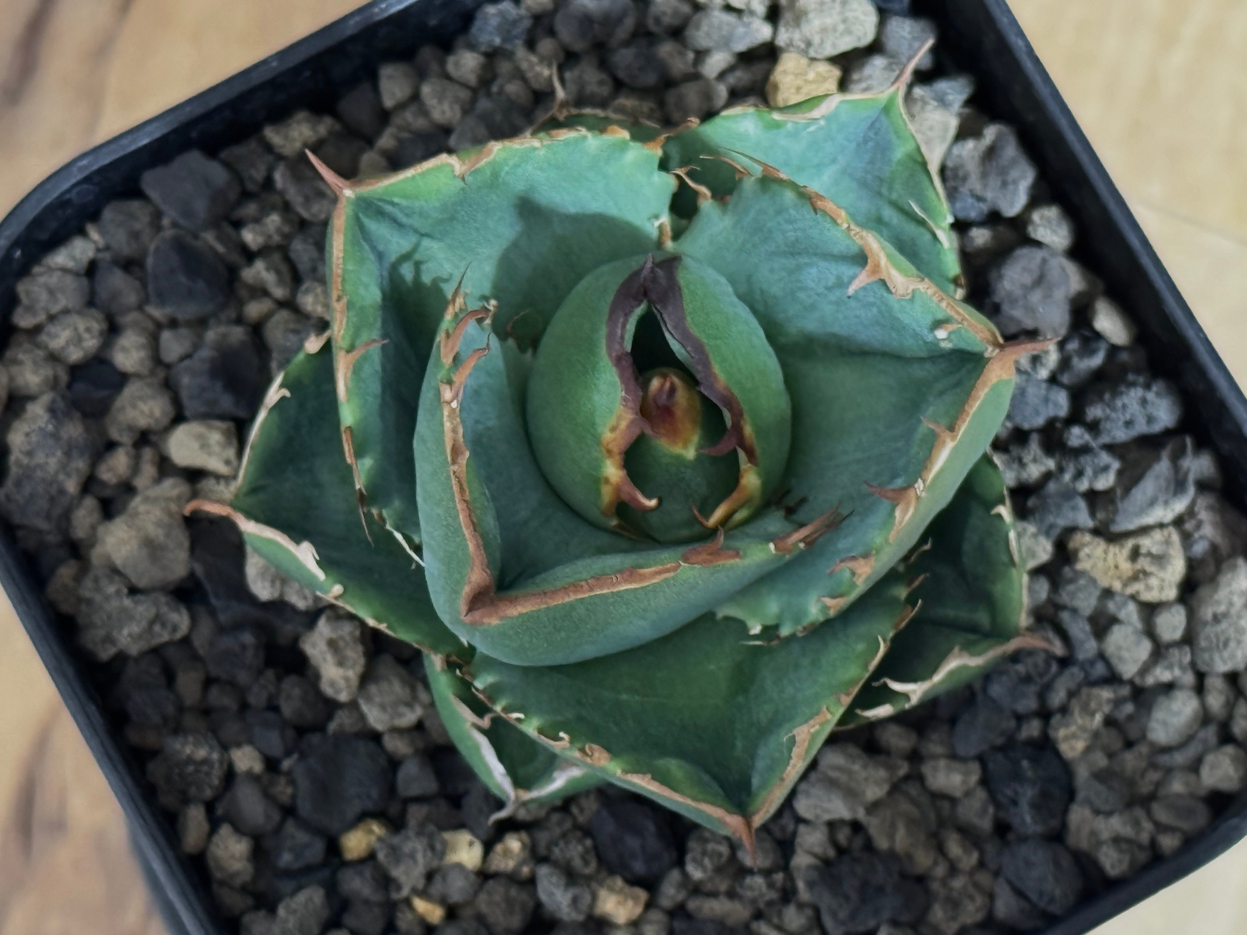 アガベ・チタノタ（ノーネーム）003｜agave titanota No Name | Plu