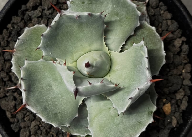 Royal agave産＞アガベ・イシスメンシス （小株）-009｜ agave isthm