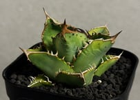 アガベ・オバティフォリア（オルカ）｜（芽）-001｜ agave ovatifolia