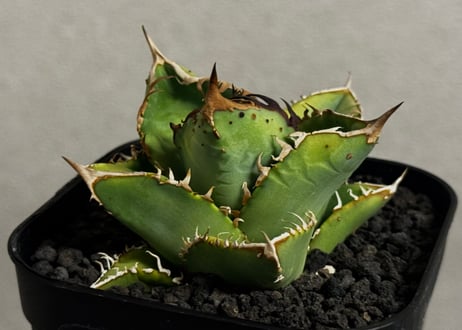 アガベ・チタノタ　隕石(ミーティアライト)-029｜agave titanota meteorite