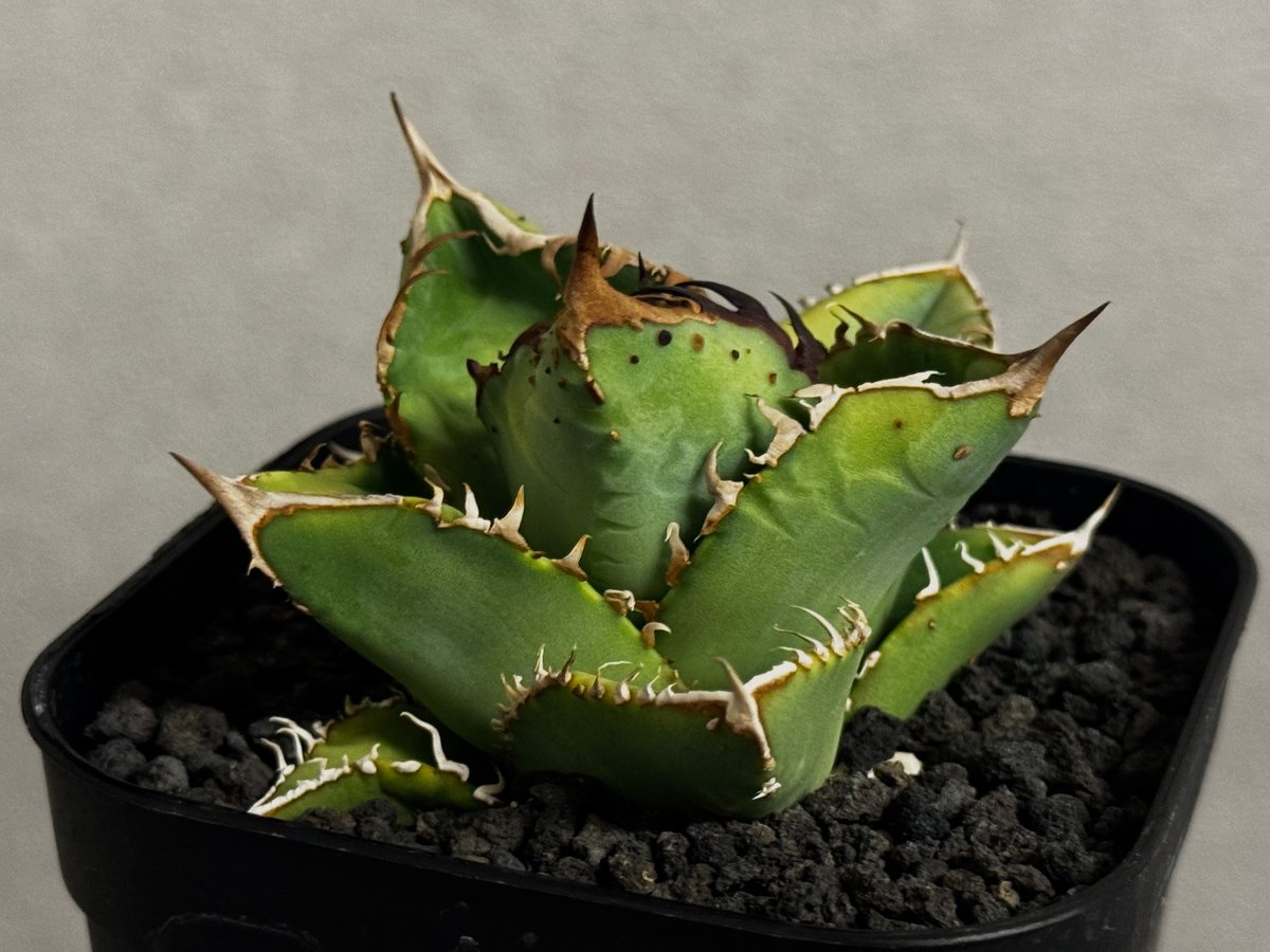 アガベ・チタノタ 隕石(ミーティアライト)-029｜agave titanota meteor