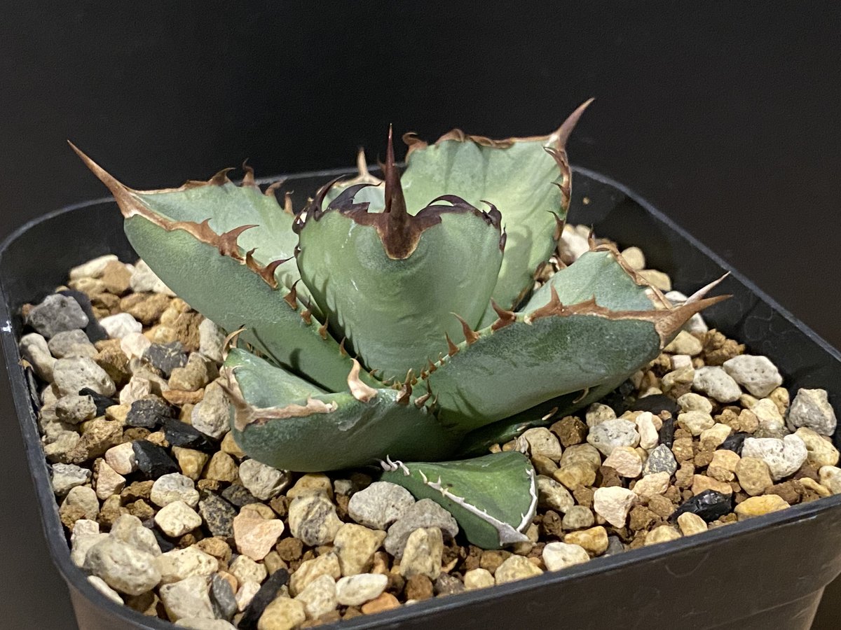 アガベ・チタノタ 鳳凰 子株-002｜agave titanota Phoenix | Pl