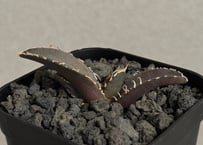 アガベ・チタノタ 虎鯨/シャチ（芽）-002｜agave titanota orca（Kill