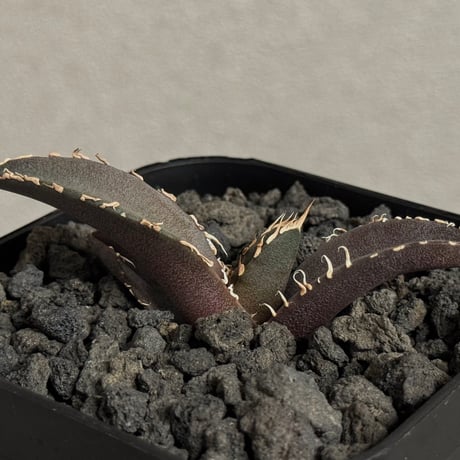 アガベオテロイ\"金剛\" 金剛 力強くて良い！ #アガベ #金剛 #オテロイ #チタノタ