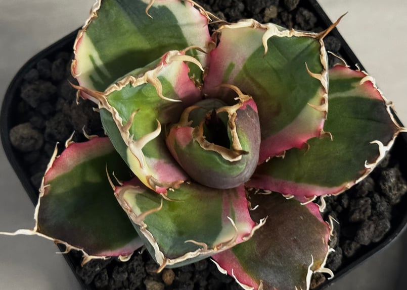 アガベ・チタノタ白鯨（覆輪）芽-006｜agave titanota white whale