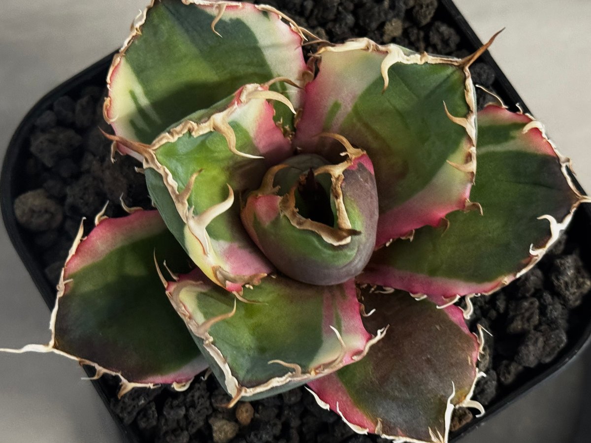 アガベ・チタノタ白鯨（覆輪）芽-006｜agave titanota white whale