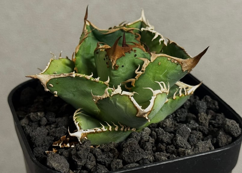 アガベ　チタノタ　星空　中株 1515 アガベ チタノタ 星空 台湾株優良血統子株 - メルカリ