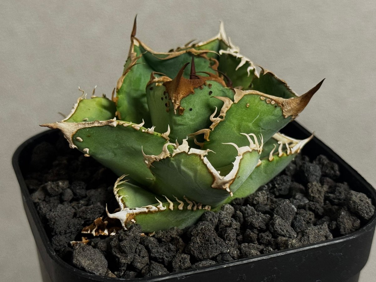 アガベ・チタノタ 星空/台湾agave cho産（芽）-005｜agave titanota