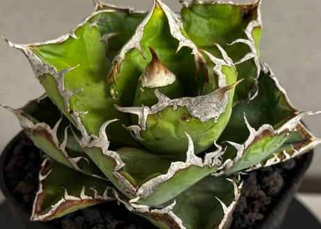 アガベ・チタノタ 繁星（小株）-070｜agave titanota star‐studded