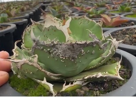 アガベ・チタノタ 蚩尤（芽）-003｜agave titanota chiyou
