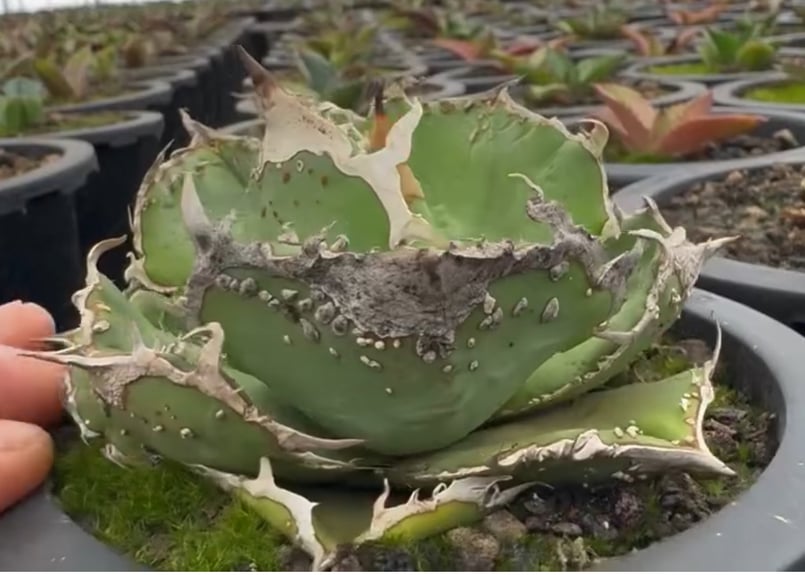 アガベ・チタノタ 蚩尤（芽）-003｜agave titanota chiyou | Plus