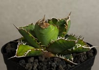 アガベ・スーパーチタノタ（芽）-004｜agave super titanota