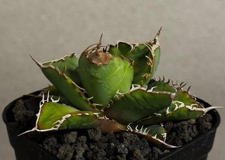 アガベ・スーパーチタノタ（芽）-004｜agave super titanota