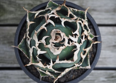 アガベ・チタノタ白鯨（ボールタイプ）中-065｜agave titanota white whale