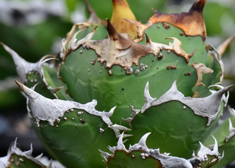 アガベ・チタノタ 雪世界（芽）-001｜agave titanota | Plus_Plant