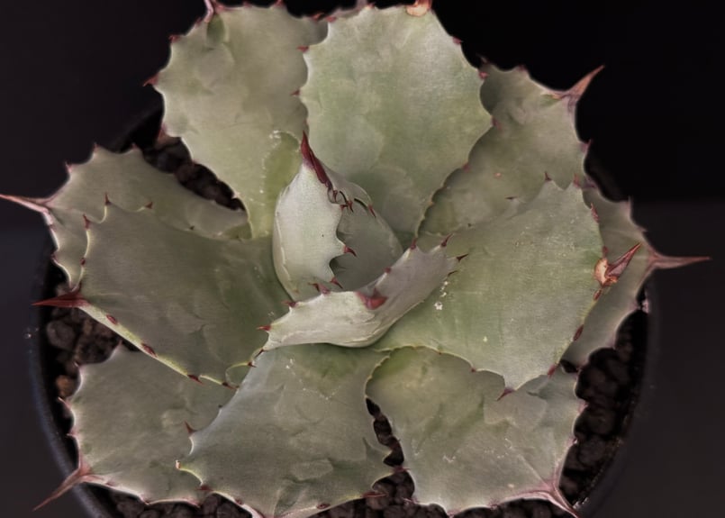 Royal agave産＞アガベ・イシスメンシス （小株）-006｜ agave isthm