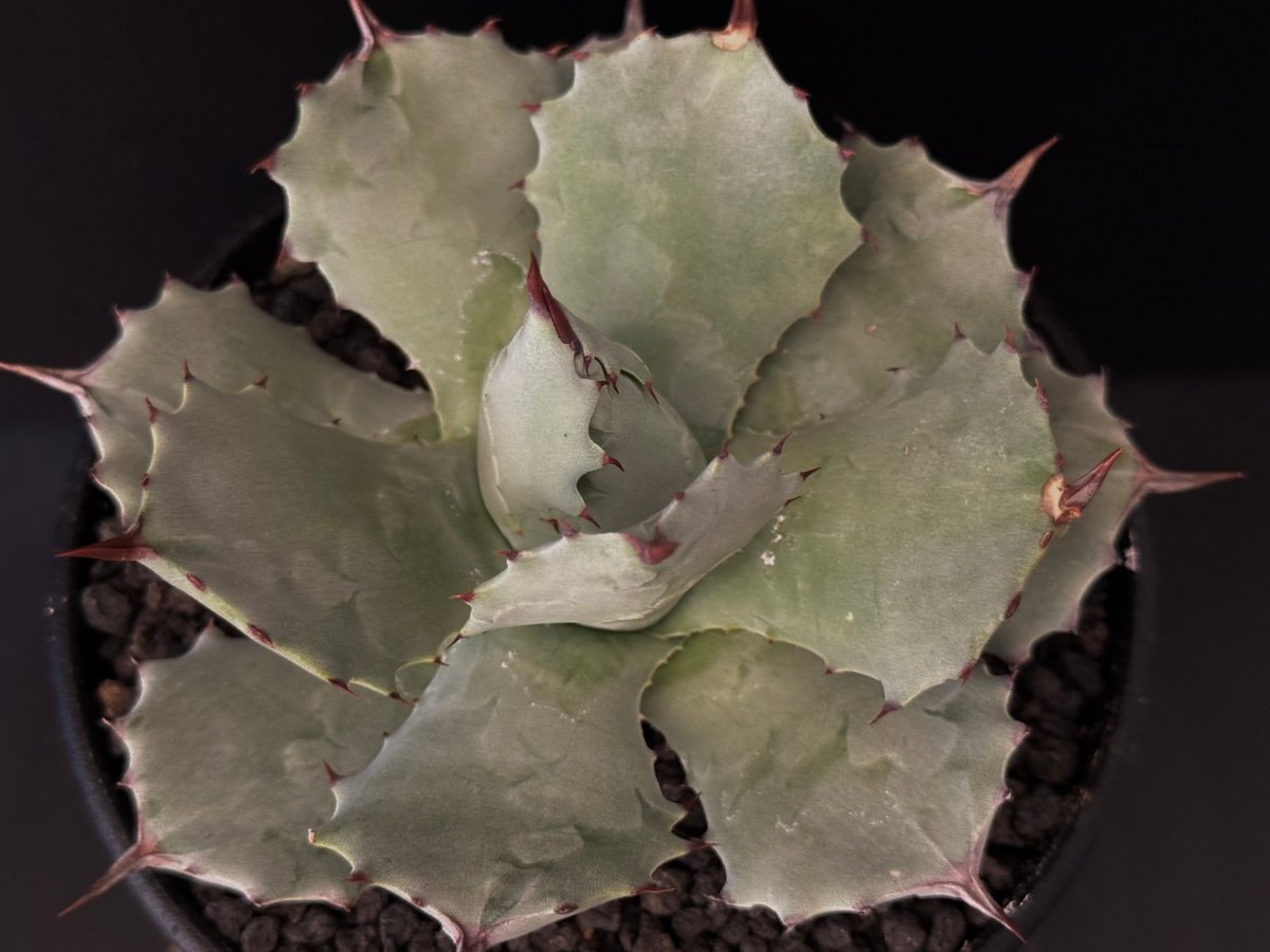 Royal agave産＞アガベ・イシスメンシス （小株）-006｜ agave isthm