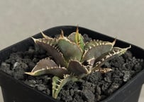 アガベ・白銀甲蟹｜（芽）-005｜ agave isthmensis | Plus_Plant